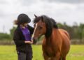 Understanding a Horse's Digestive System