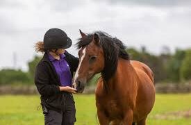 Understanding a Horse's Digestive System