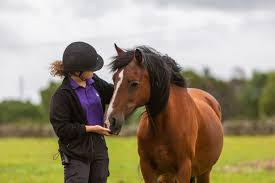 Understanding a Horse's Digestive System